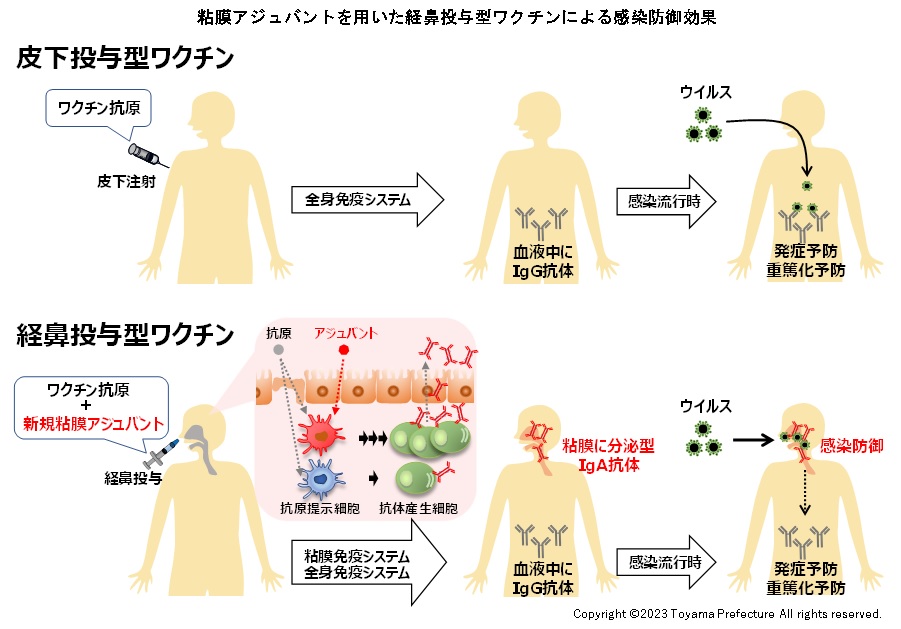 アレクスビーの投与量